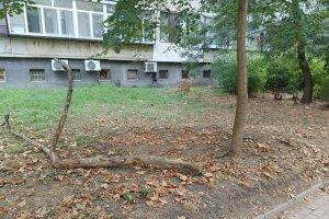 Дърво падна върху дете във Варна